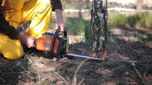 Best Tree Trimming and Pruning  in , MO